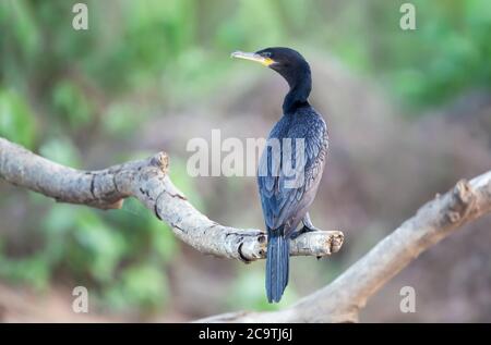 Gros plan d'un cormoran néotrope (Phalacrocorax brasilianus) perché sur une branche d'arbre, Pantanal Sud, Brésil. Banque D'Images
