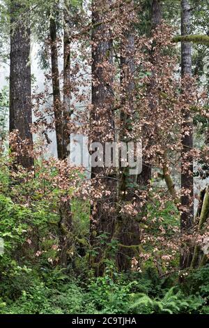 La mort subite du chêne (SOD) est une maladie des arbres de chêne vivant et de Tan 'Quercus vislizenii' causée par un pathogène végétal envahissant 'Phytophthora ramorum'. Banque D'Images