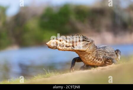 Près d'un Yacare caiman (Caiman yacare) mangeant piranha sur une rive de rivière, South Pantanal, Brésil. Banque D'Images