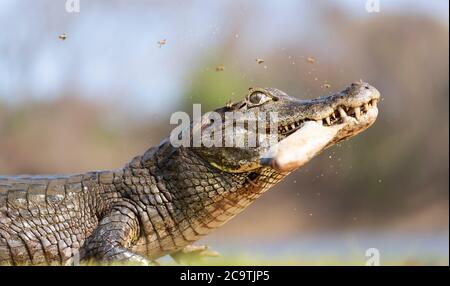 Gros plan d'un Yacare caiman (Caiman yacare) tenant piranha à mâchoires sur une rive de rivière, South Pantanal, Brésil. Banque D'Images