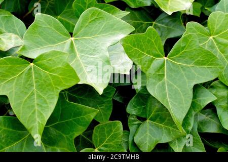 Ivy (hedera Helix), gros plan des feuilles du grimpeur vivace. Banque D'Images