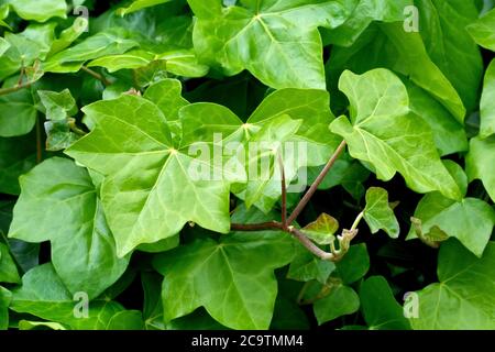 Ivy (hedera Helix), gros plan des feuilles et de l'extrémité d'une tige rampante de la plante grimpante vivace. Banque D'Images