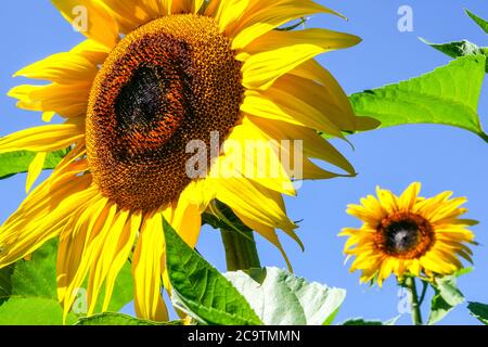 Tournesols contre ciel bleu fleur vive tournesol jaune Banque D'Images