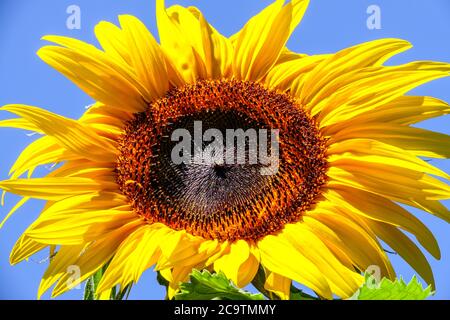 Tournesol plante annuelle avec un grand visage de fleur en forme de Marguerite Banque D'Images