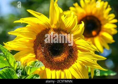 Août jardin tournesols Banque D'Images