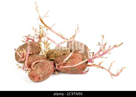 Vieux Rose pommes de terre germées isolé sur fond blanc. Choux de gros Banque D'Images