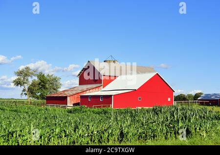 Maple Park, Illinois, États-Unis. Des granges rouges s'asseyaient au-delà d'un champ de maïs en pleine maturation lors d'un après-midi d'été brillant. Banque D'Images