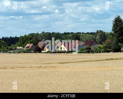 22 juillet 2020, Brandebourg, Bad Saarow/OT Neu-Golm: Vue sur un champ de maïs aux maisons résidentielles à la Fürstenwalder Straße. Photo: Soeren Stache/dpa-Zentralbild/ZB Banque D'Images