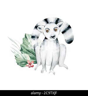 Illustration aquarelle d'un lémurien sur fond blanc. Madagascar faune zoo exotiques lémuriens animal. Affiche de design tropical Banque D'Images