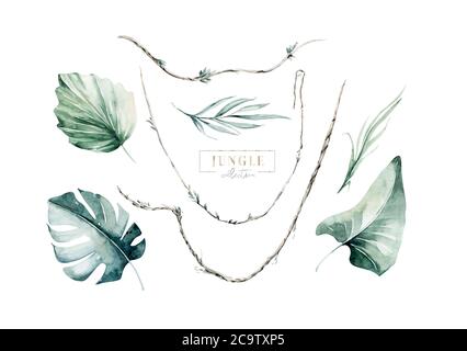 Illustration aquarelle des feuilles de bananiers tropicaux, jungle dense. Peint à la main. Bannière avec motif tropical estival sur fond blanc, emballage Banque D'Images