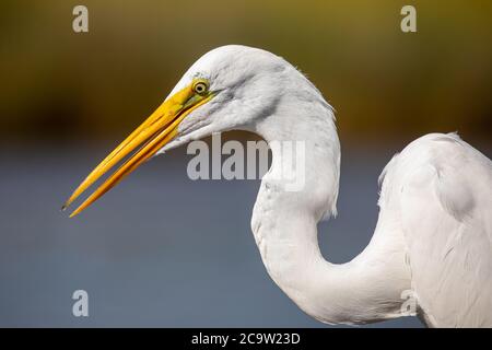 Gros plan d'un magnifique Grand Egret (ardea alba) perché sur un poste de quai. Les grands Egrets étaient presque chassés à l'extinction pour leurs plumes, qui étaient Banque D'Images