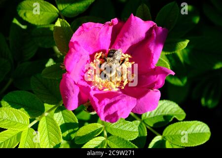 Abeille (Bombus impatiens) qui se laisse parmi les étamines d'une rose sauvage (Rosa woodsii) dans un jardin de Glebe, Ottawa (Ontario), Canada. Banque D'Images