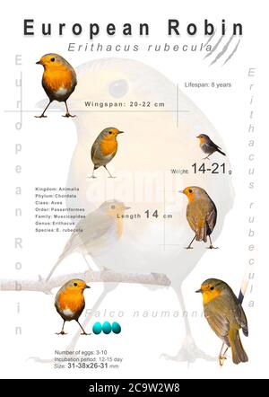 Affiche oiseau. Informations sur les espèces d'oiseaux. Images isolées. Arrière-plan blanc. Oiseau: Robin européen. Erithacus rubecula. Banque D'Images