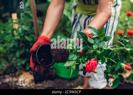 Femme jardinier transplantant des fleurs de roses du pot dans le sol humide. Travaux de jardin d'été. Banque D'Images