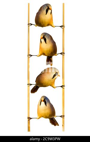 Joli petit oiseau. Oiseau isolé. Arrière-plan blanc. Oiseau : reedling barbu. Panurus biarmicus. Banque D'Images