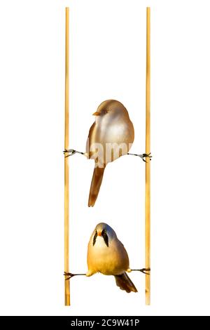 Joli petit oiseau. Oiseau isolé. Arrière-plan blanc. Oiseau : reedling barbu. Panurus biarmicus. Banque D'Images