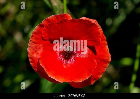 Gros plan de la fleur rouge vif du coquelicot commun, également connu sous le nom de coquelicot de Flandre Banque D'Images