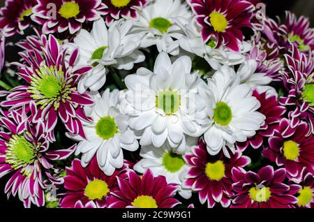 fleurs de chrysanthème blanc et rouge dans un bouquet, gros plan Banque D'Images