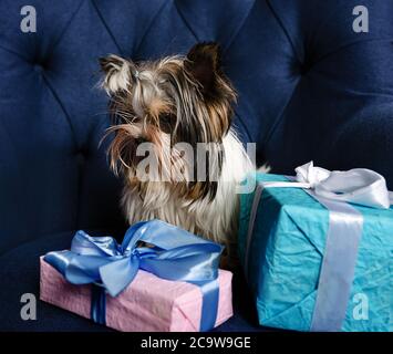 chien terrier avec boîtes-cadeaux, adorable animal de compagnie doux est placé sur le tissu, gros plan Banque D'Images