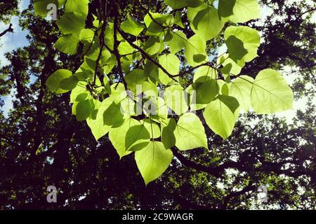 Arbre de Catalpa bignonioides 'Aurea' ou haricot indien au soleil Banque D'Images