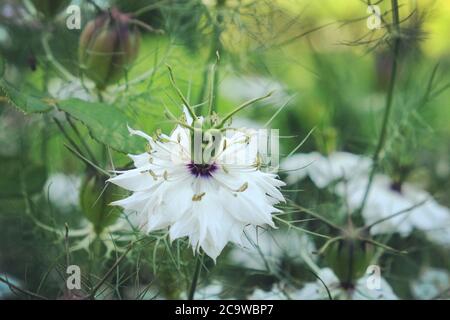 Blanc Nigella damascena Albion Pod noir « Love-in-a-Mist » fleurs en fleur Banque D'Images