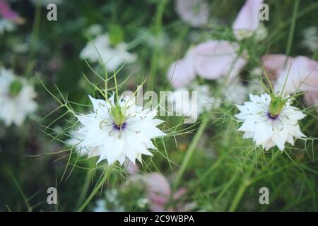 Blanc Nigella damascena Albion Pod noir « Love-in-a-Mist » fleurs en fleur Banque D'Images