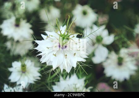 Blanc Nigella damascena Albion Pod noir « Love-in-a-Mist » fleurs en fleur Banque D'Images