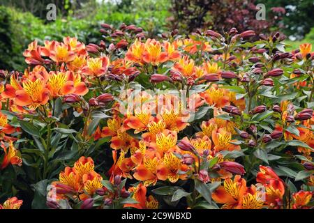 Alstroemeria exotique 'Indian Summer' (Lily péruvienne) en fleur Banque D'Images