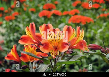 Alstroemeria exotique 'Indian Summer' (Lily péruvienne) en fleur Banque D'Images