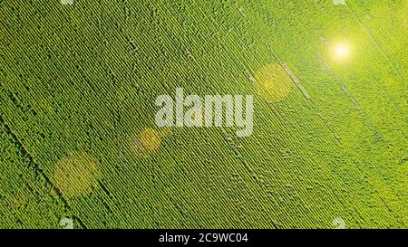 Champ avec des tournesols fleuris. Vue aérienne. Extérieur. Banque D'Images