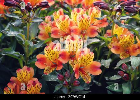 Alstroemeria exotique 'Indian Summer' (Lily péruvienne) en fleur Banque D'Images