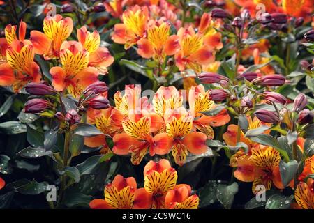 Alstroemeria exotique 'Indian Summer' (Lily péruvienne) en fleur Banque D'Images