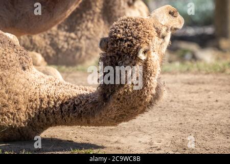 Un Camel brun couché sur le sol dans la terre Banque D'Images