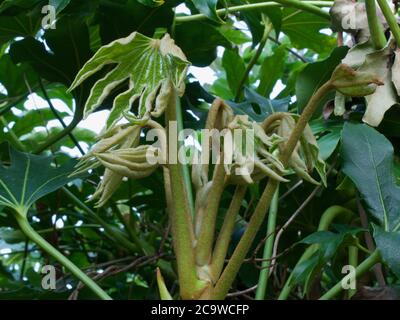 La nouvelle fatsia laisse des formes intéressantes semblables à des mains qui grandissent au printemps Banque D'Images