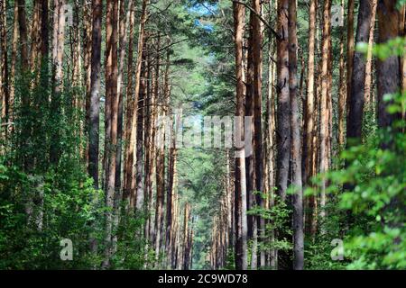 23 juillet 2020, Brandebourg, Grünheide/OT Störitz: Le soleil brille à travers les arbres de pins. Photo: Soeren Stache/dpa-Zentralbild/ZB Banque D'Images