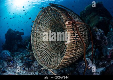 Un piège à poissons en bambou se trouve sur un récif sain à Alor, en Indonésie. Cette région tropicale éloignée est connue pour son incroyable biodiversité marine. Banque D'Images