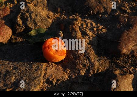 des abricots ou des pêches d'orange jaune vif sont couchés sur les rochers tombés des branches un peu battus récolte d'automne d'été Banque D'Images