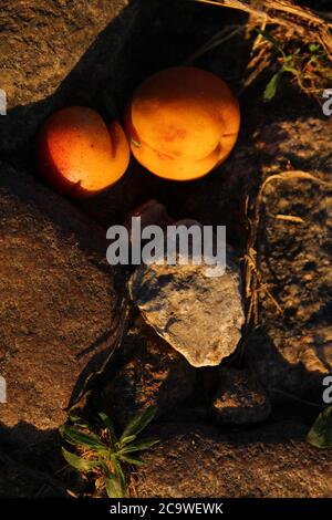 des abricots ou des pêches d'orange jaune vif sont couchés sur les rochers tombés des branches un peu battus récolte d'automne d'été Banque D'Images