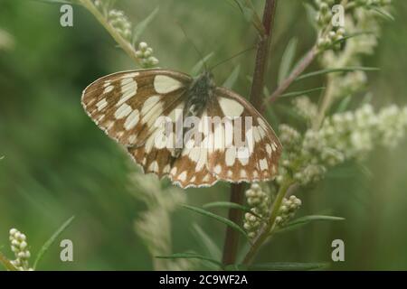 Melanargia galathea Banque D'Images