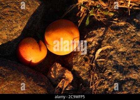 des abricots ou des pêches d'orange jaune vif sont couchés sur les rochers tombés des branches un peu battus récolte d'automne d'été Banque D'Images