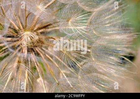 Jack-aller-au-lit-à-midi, salsifis de prairie, barbes de chèvre ou de chèvre de prairie, Wiesen-Bocksbart, Tragopogon pratensis, réti bakszakáll Banque D'Images