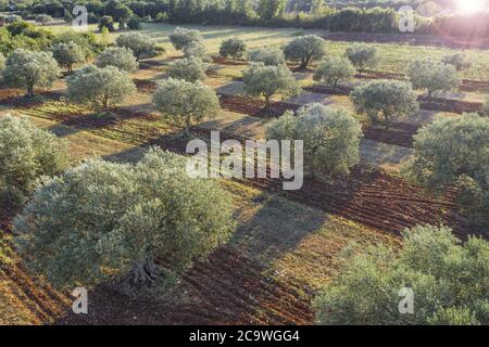 Plantation d'arbres d'olive Banque D'Images