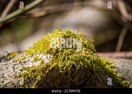 Réserve naturelle de Wrens Nest Dudley-belle mousse verte dans la forêt. Photo macro Banque D'Images