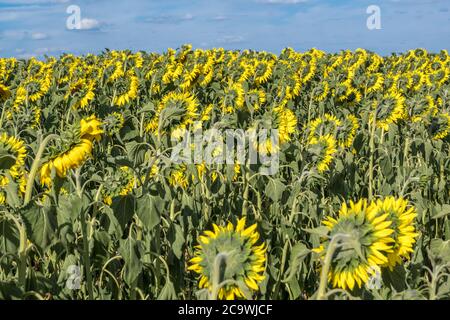 Des tournesols jaunes lumineux en pleine floraison dans le jardin pour l'huile améliore la santé de la peau et favorise la régénération cellulaire Banque D'Images