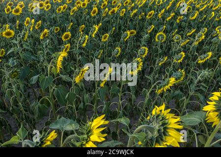 Des tournesols jaunes lumineux en pleine floraison dans le jardin pour l'huile améliore la santé de la peau et favorise la régénération cellulaire Banque D'Images