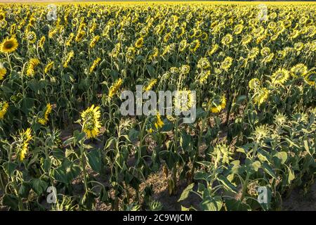 Des tournesols jaunes lumineux en pleine floraison dans le jardin pour l'huile améliore la santé de la peau et favorise la régénération cellulaire Banque D'Images