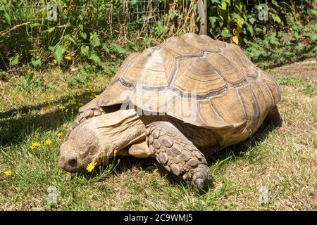 La tortue stimulée par l'Afrique (Centrochelys sulcata), également appelée tortue sulcata, mangeant de l'herbe Banque D'Images