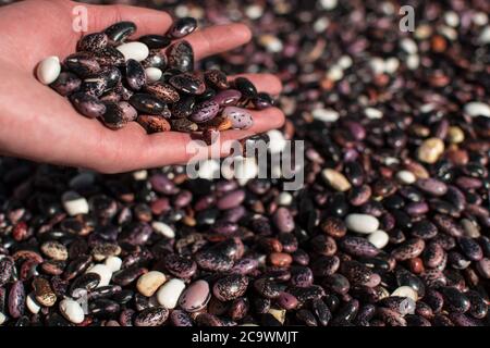 Versez à la main des grains de café secs colorés à travers les doigts sur d'autres grains dans le tas Banque D'Images