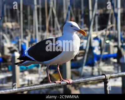 Focuse sur un mouette de mer perchée sur un rail Banque D'Images