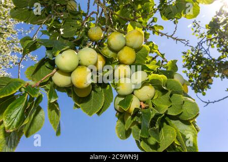 Les prunes Greengage poussent sur l'arbre. Suffolk, Royaume-Uni. Banque D'Images